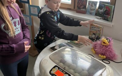 Entwicklung vom Ei zum Küken